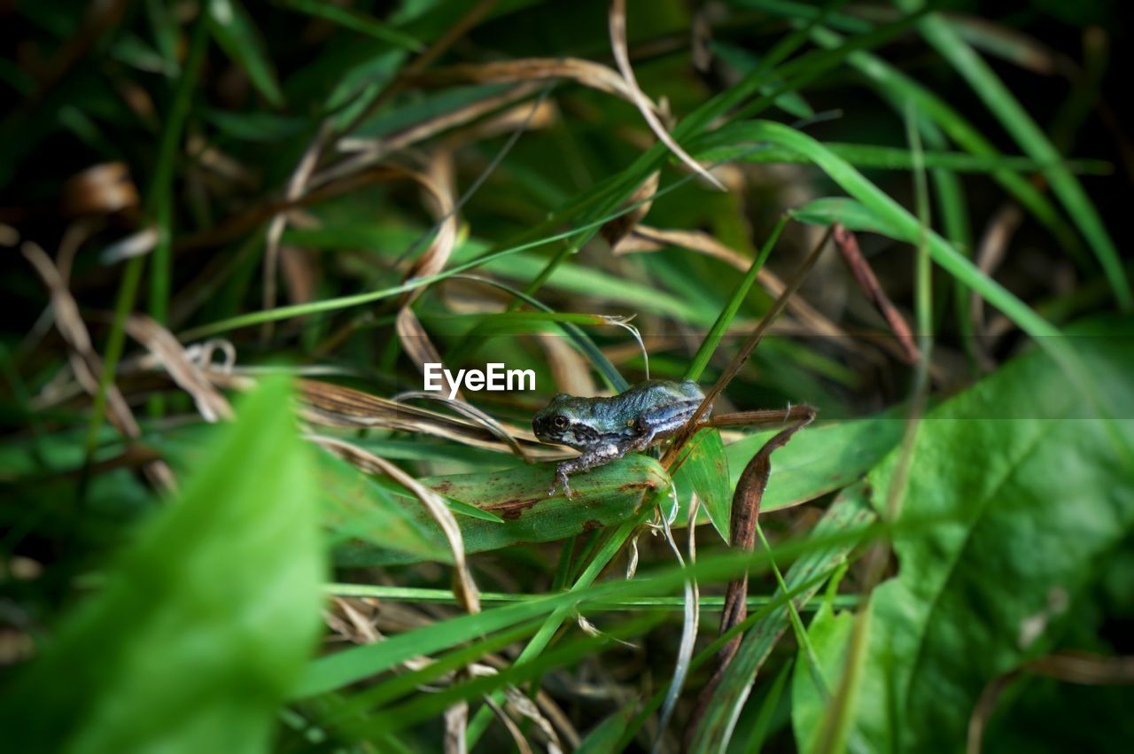 INSECT ON GRASS