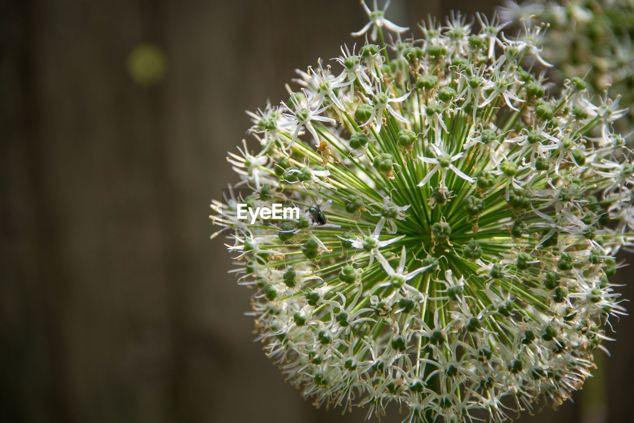 CLOSE-UP OF PLANT GROWING ON PLANT