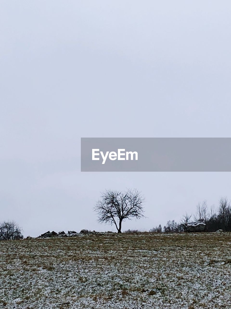 BARE TREES ON FIELD AGAINST SKY DURING SUNRISE