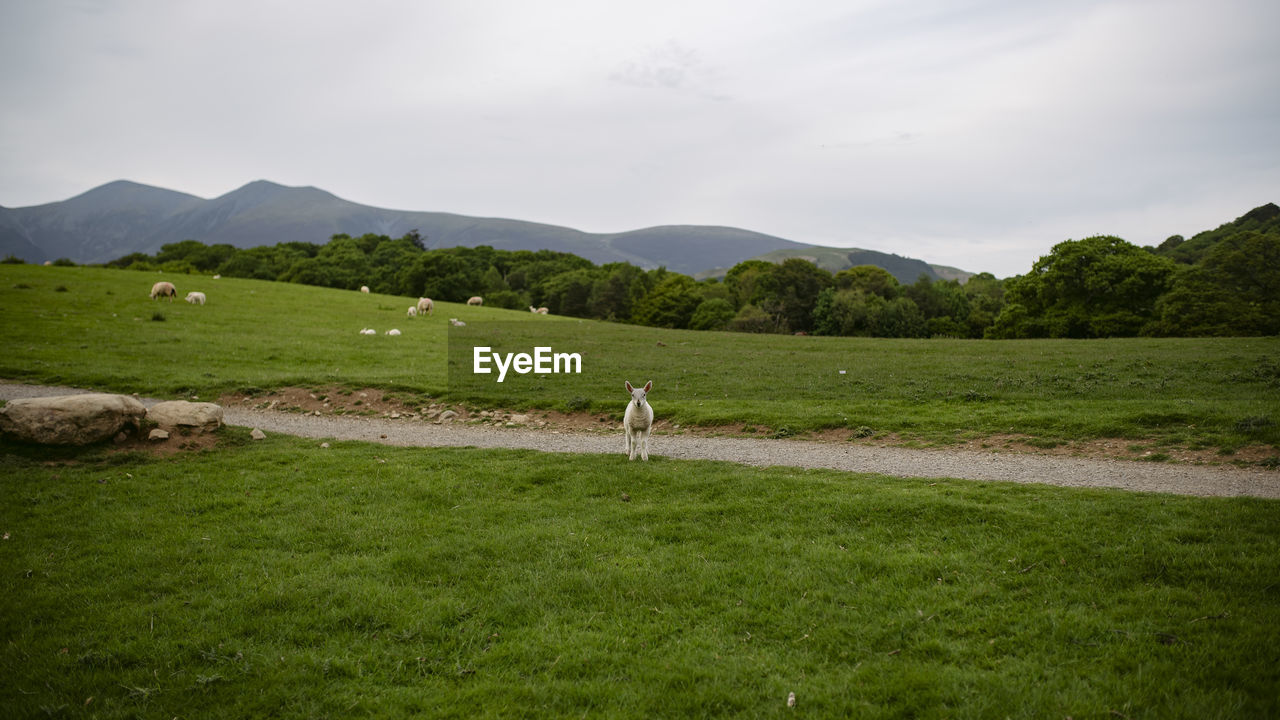 SCENIC VIEW OF GREEN LANDSCAPE