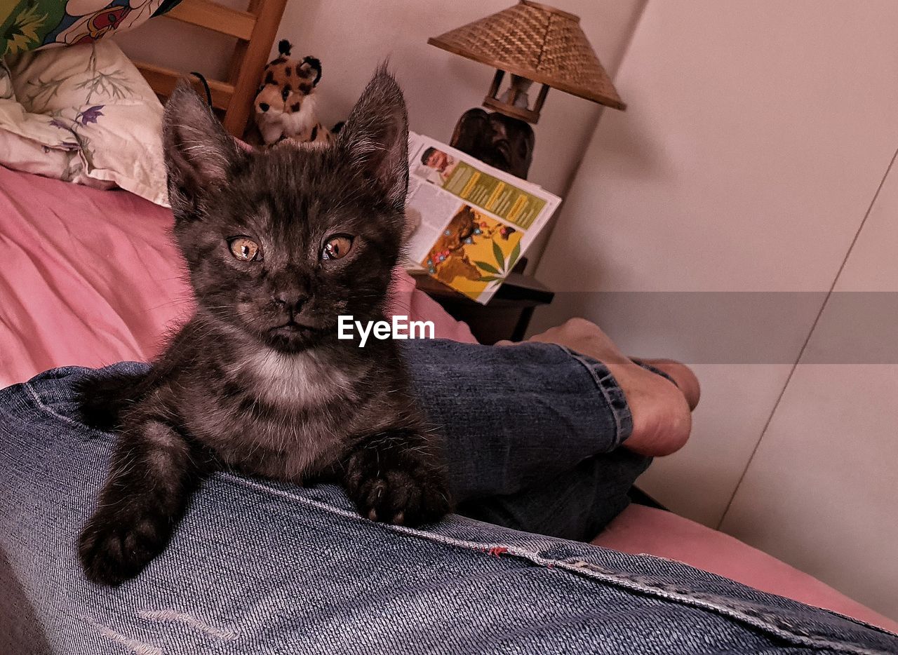 PORTRAIT OF CAT SITTING ON TILED FLOOR