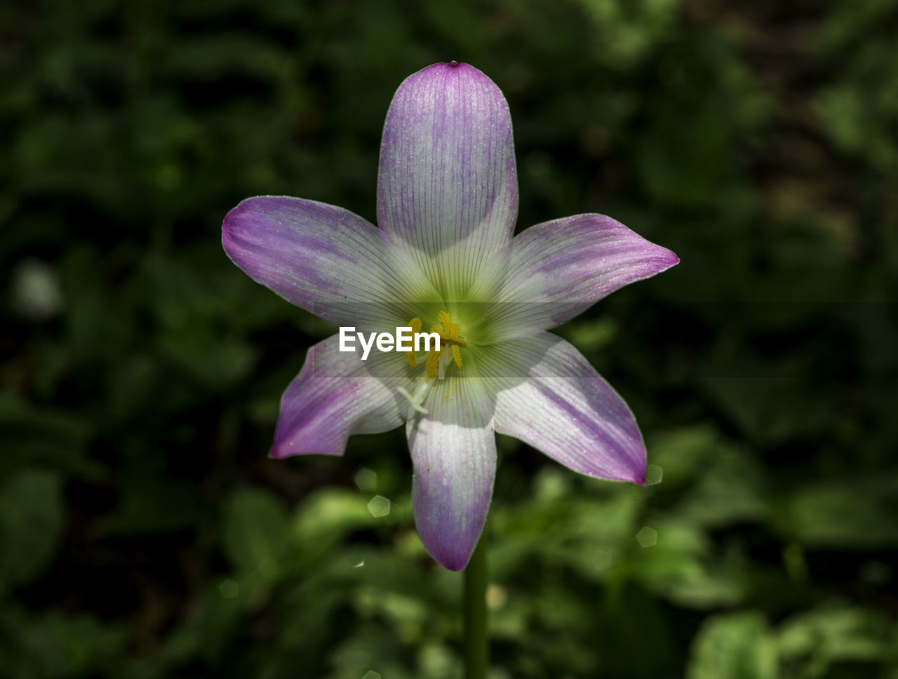 Close-up of purple flower blooming in park