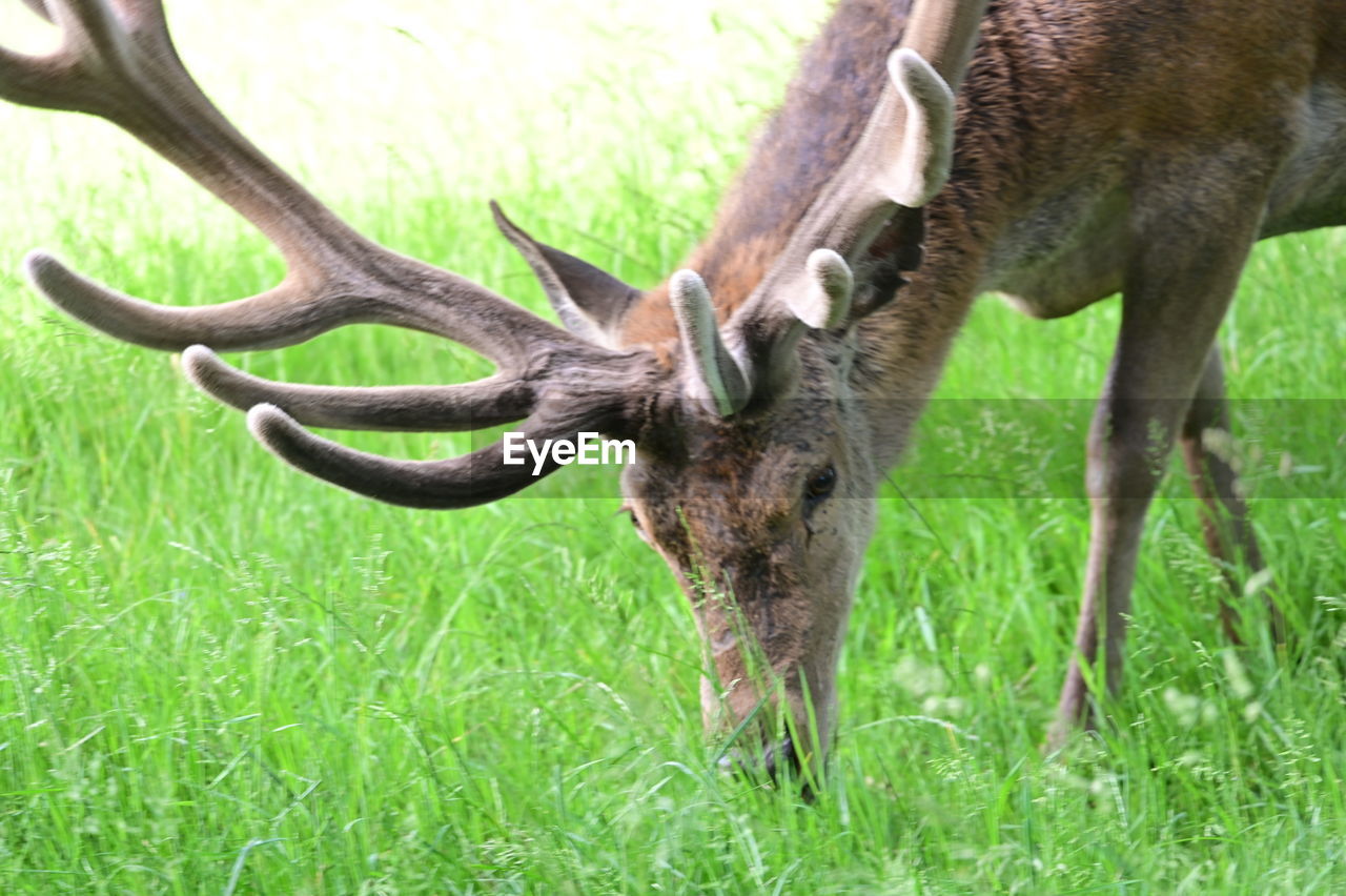 animal, animal themes, animal wildlife, mammal, plant, grass, wildlife, one animal, antler, field, nature, deer, land, no people, green, day, domestic animals, horn, horned, grazing, outdoors, animal body part, reindeer, tree, herbivorous, elk, beauty in nature