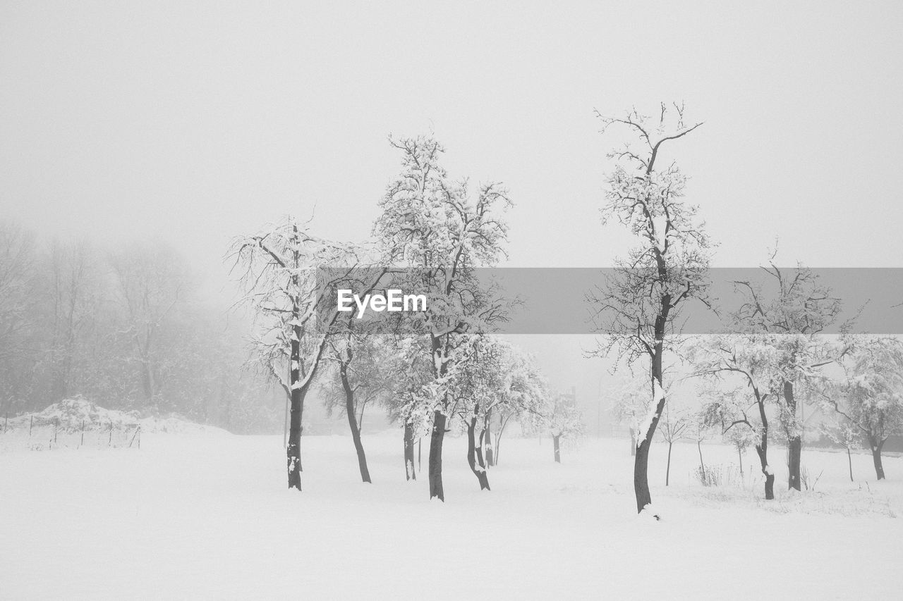 TREES ON SNOW COVERED LAND