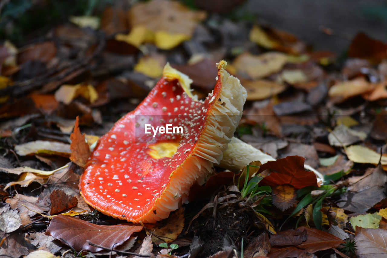 Close-up of mushroom growing in the forest