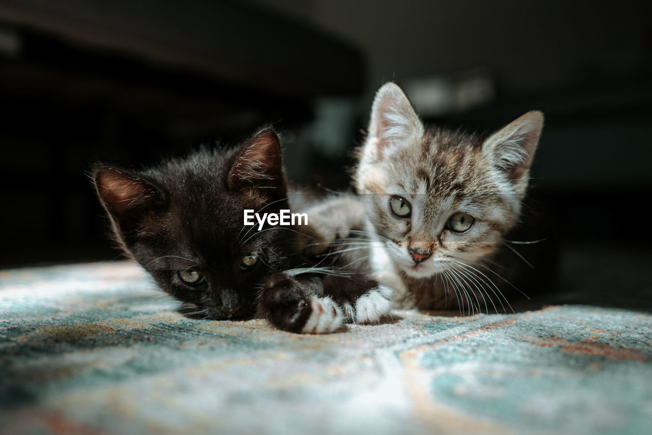 Close-up of cute kittens lying on carpet at home