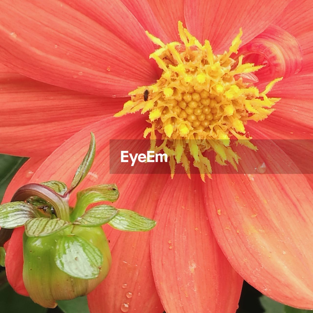 CLOSE-UP OF PINK FLOWER