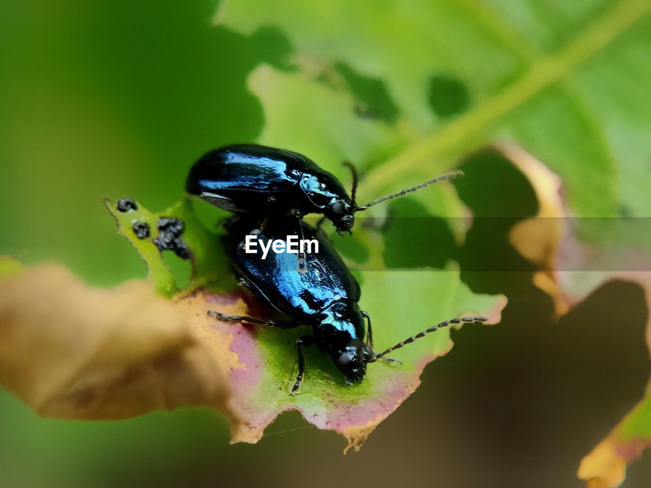 CLOSE-UP OF GRASSHOPPER