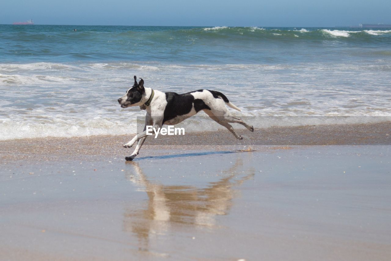 DOGS RUNNING ON BEACH