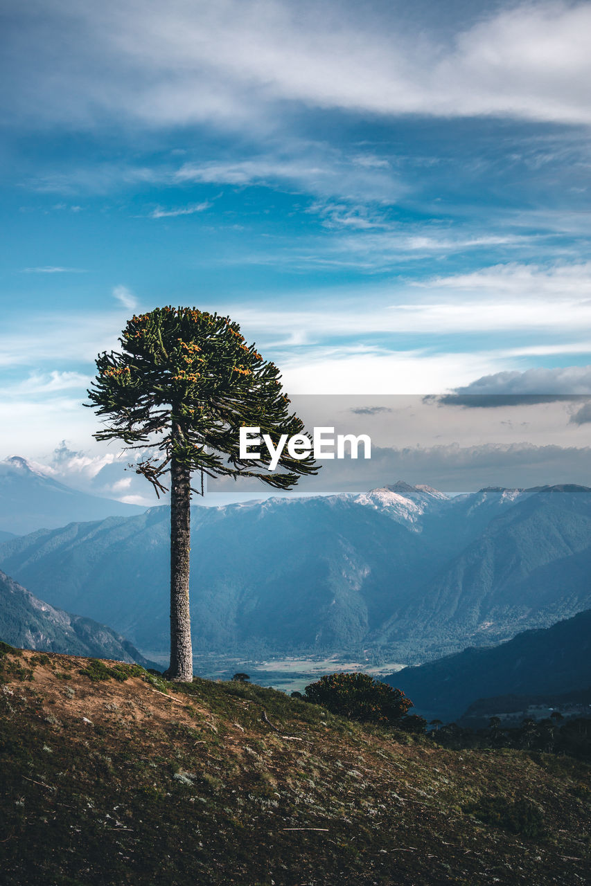 View of tree on landscape against mountain range