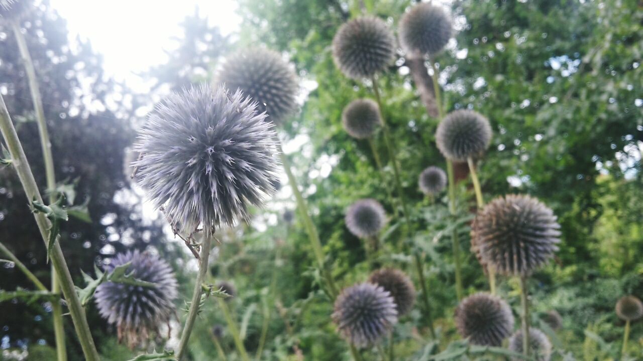 CLOSE-UP OF THISTLE AGAINST PLANTS