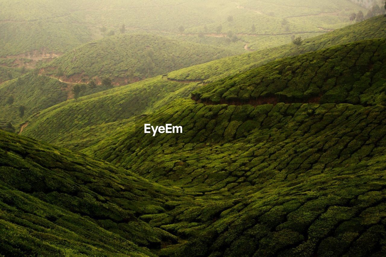 Scenic view of tea plantations in munnar