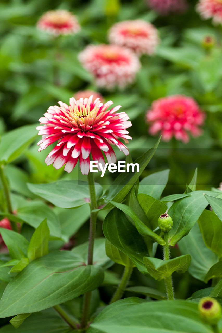 CLOSE-UP OF PINK FLOWERS