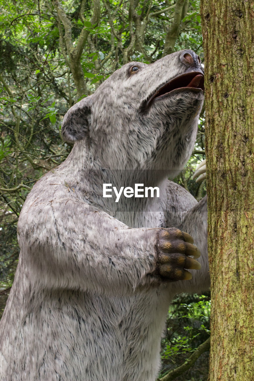 CLOSE-UP OF SHEEP IN FOREST