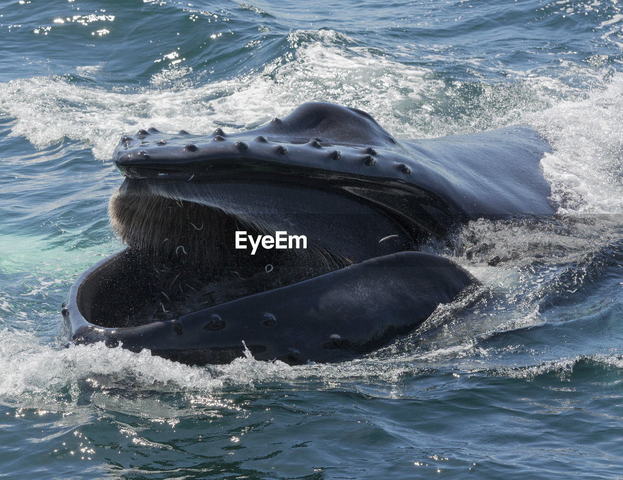 Humpback whale in atlantic ocean