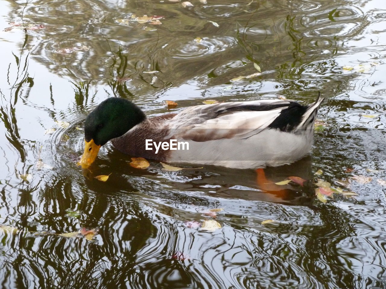 DUCKS SWIMMING IN LAKE