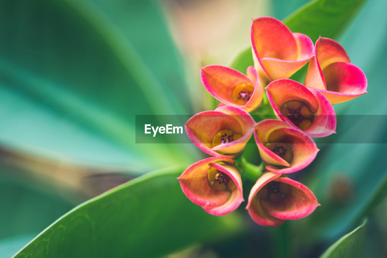 CLOSE-UP OF RED FLOWER