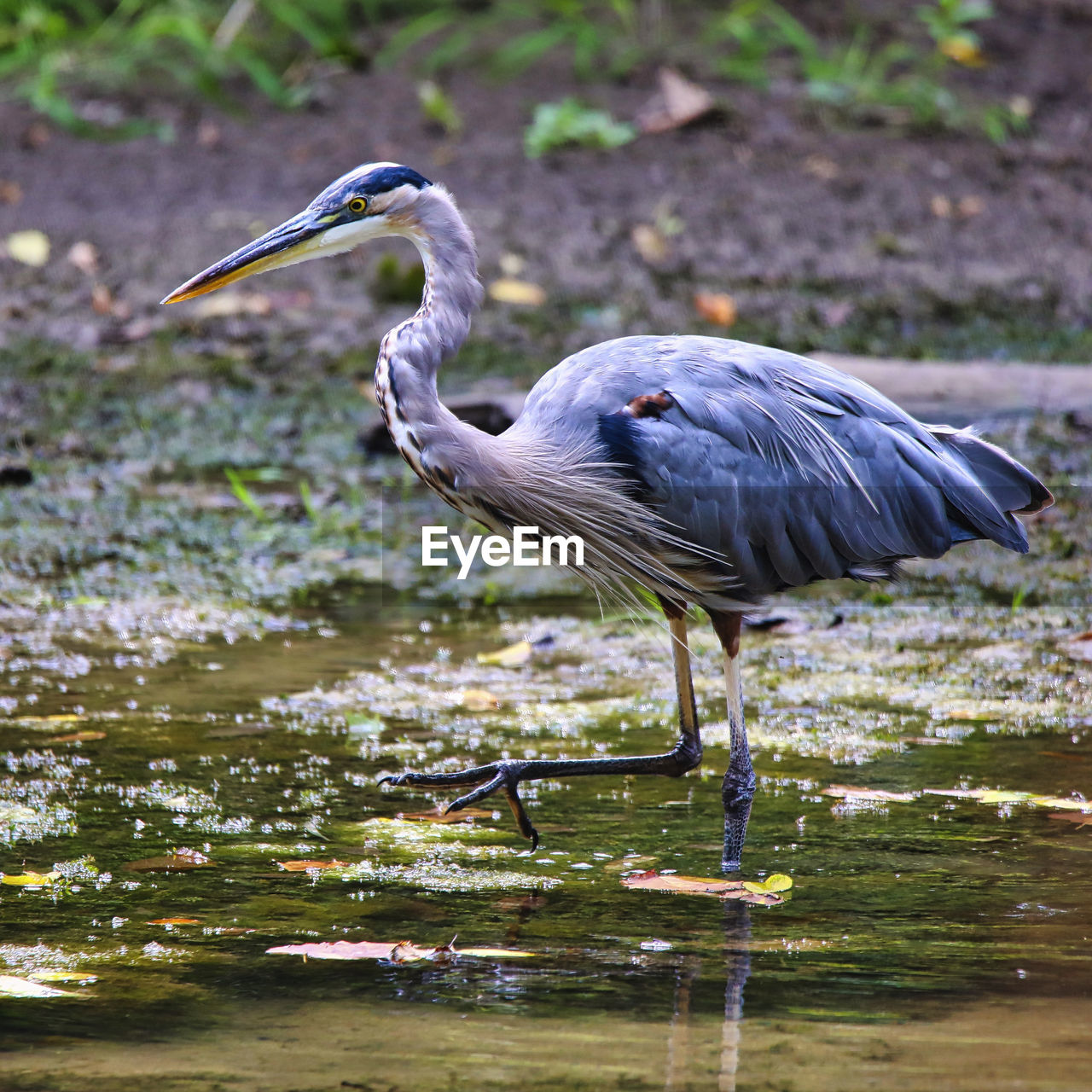 High angle view of gray heron