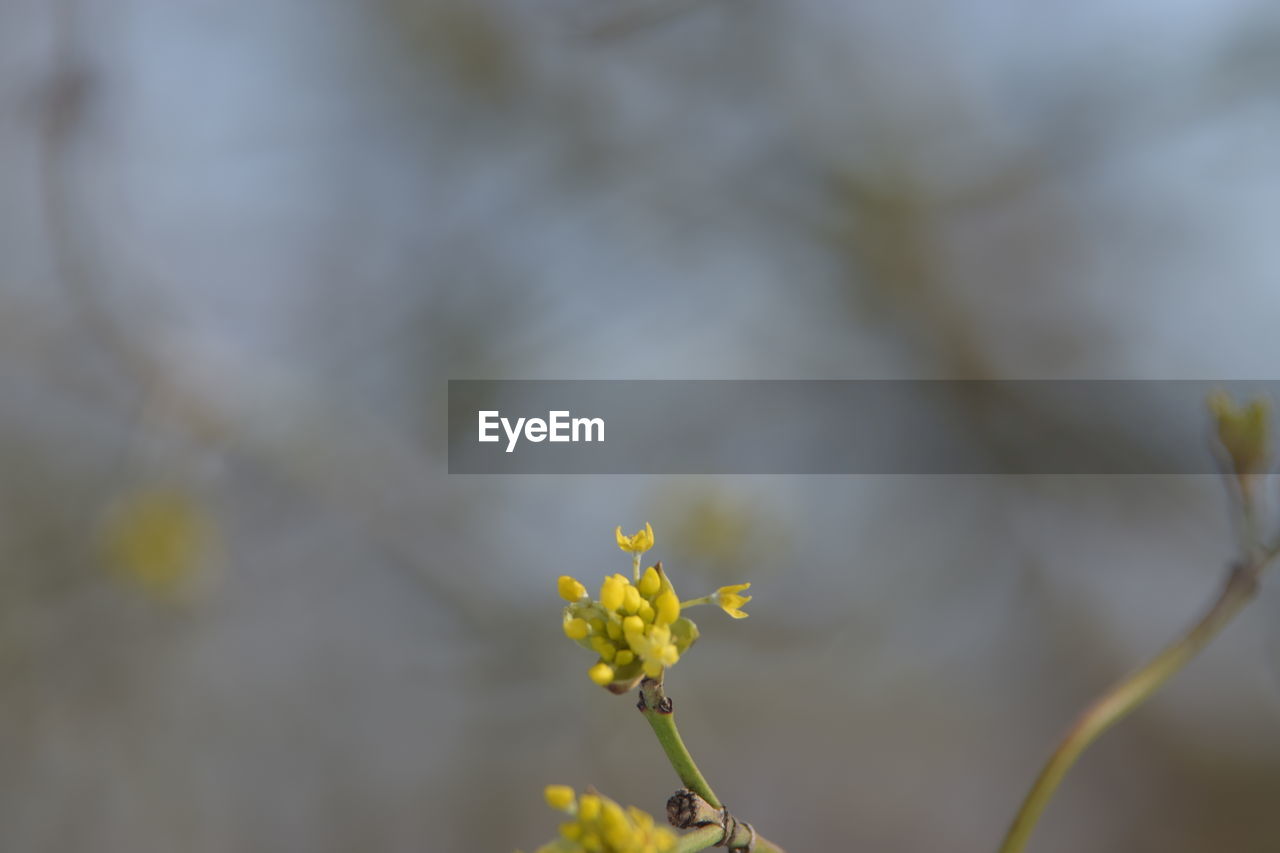 CLOSE-UP OF YELLOW FLOWER BLOOMING OUTDOORS