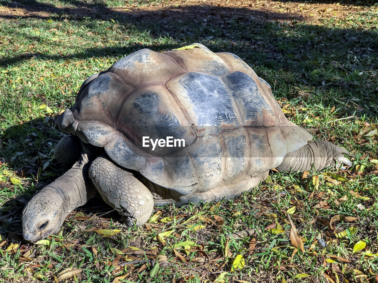 HIGH ANGLE VIEW OF A TURTLE ON FIELD