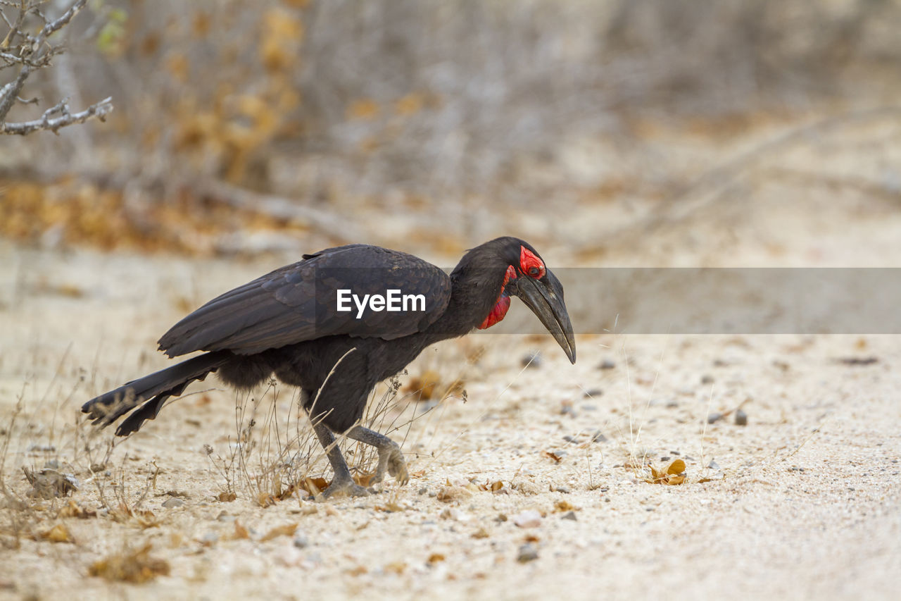 CLOSE-UP OF A BIRD