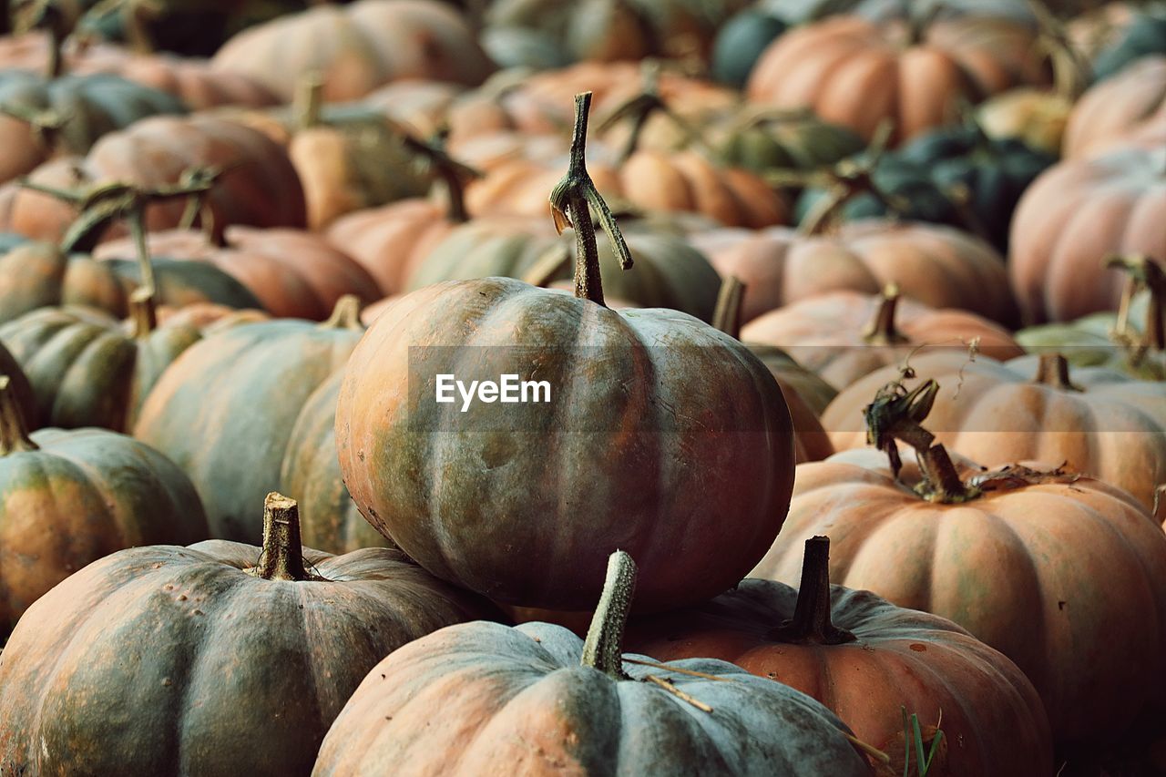 Full frame shot of pumpkins