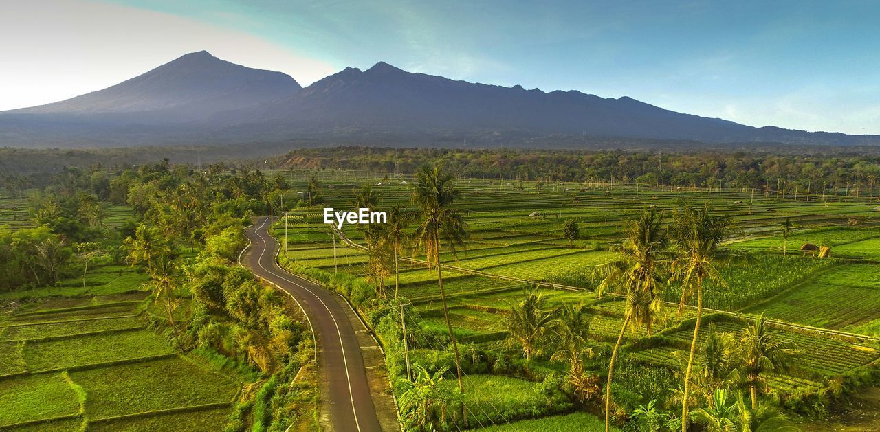 Rice fields and mount rinjani lombok