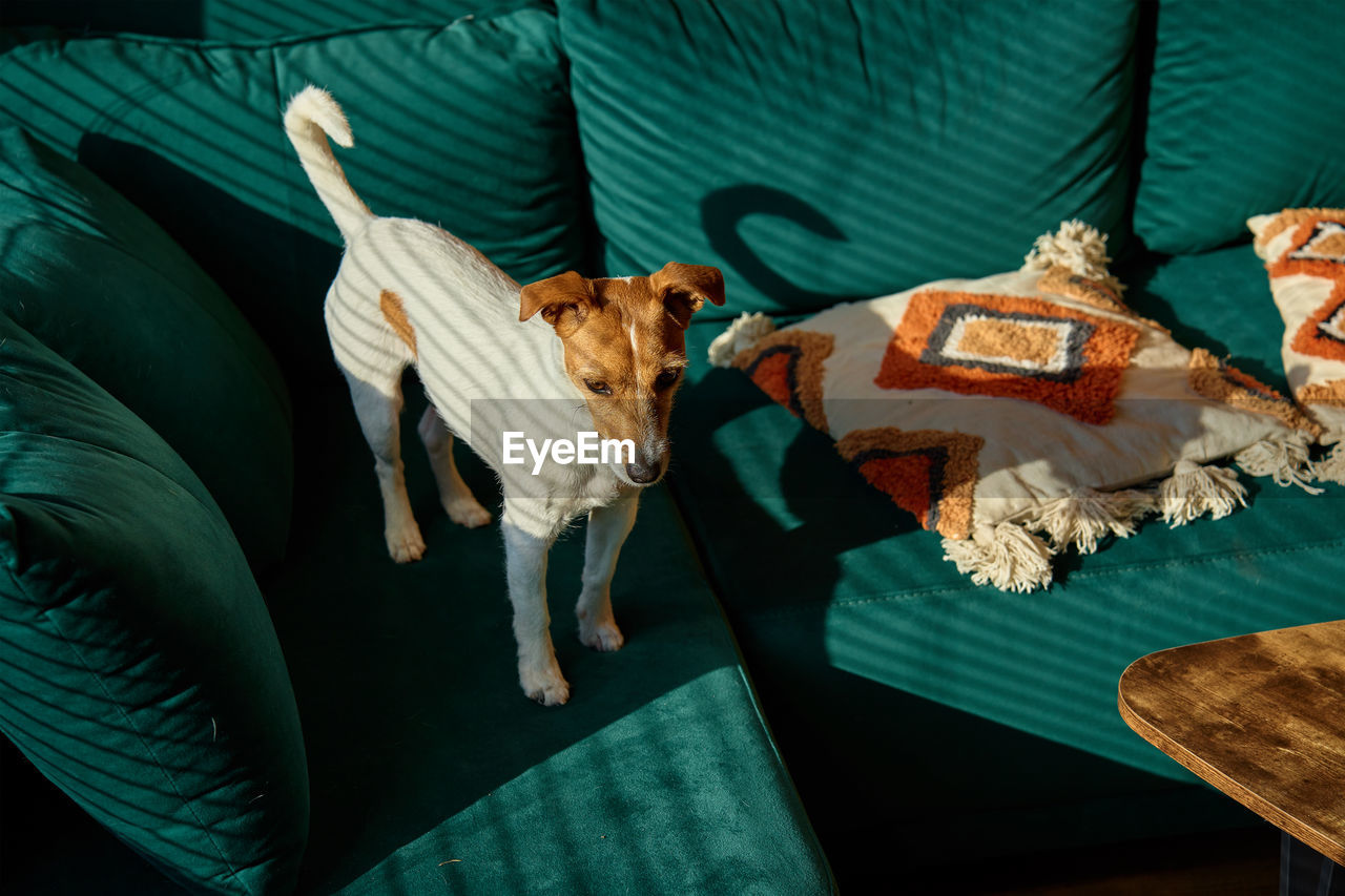 Dog standing on sofa in living room. stylish home interior with curious pet on place for relax