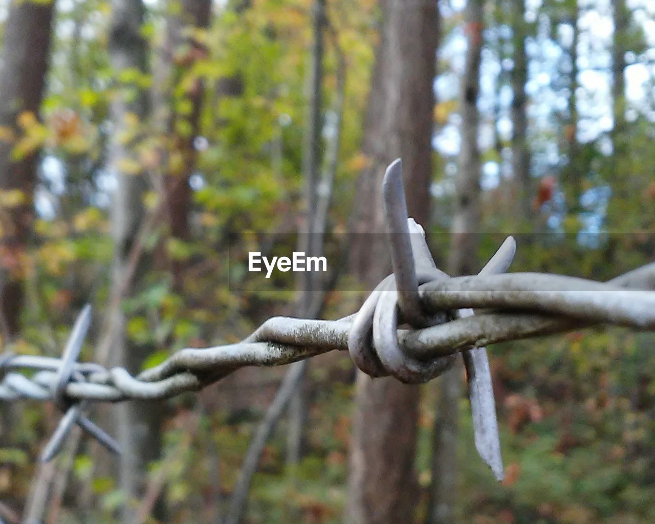 Close-up of barbed wire at forest