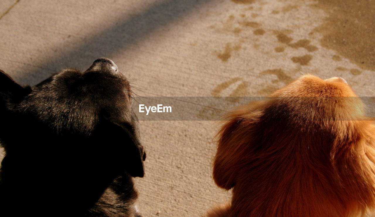 High angle view of dogs on street