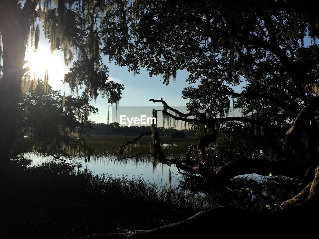 Silhouette trees by river against sky