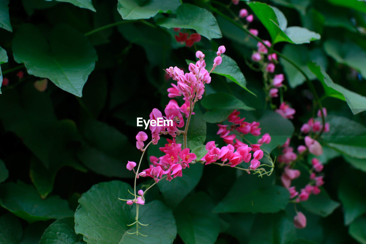 CLOSE-UP OF PINK FLOWER PLANT