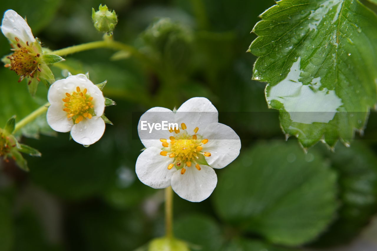 Close-up of white flowering plant. strawberry blossom.