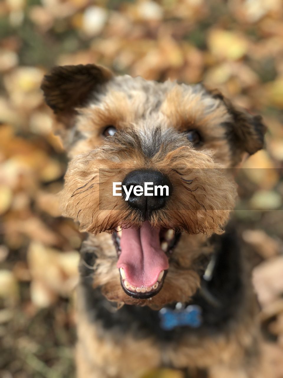 Close-up of dog sticking out tongue