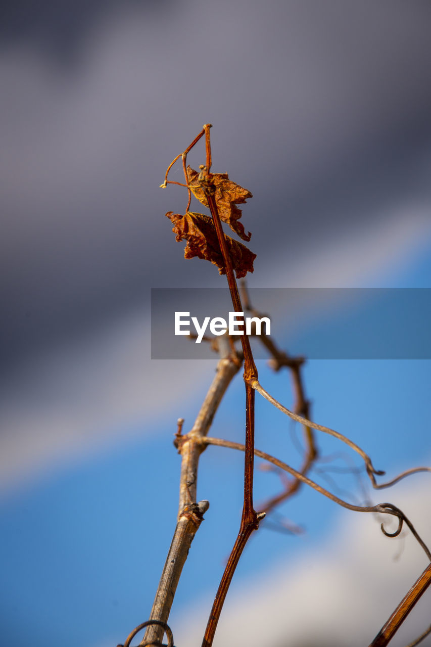 CLOSE-UP OF INSECT ON TWIG