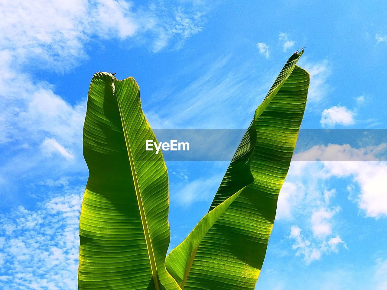 Low angle view of palm tree leaves against sky