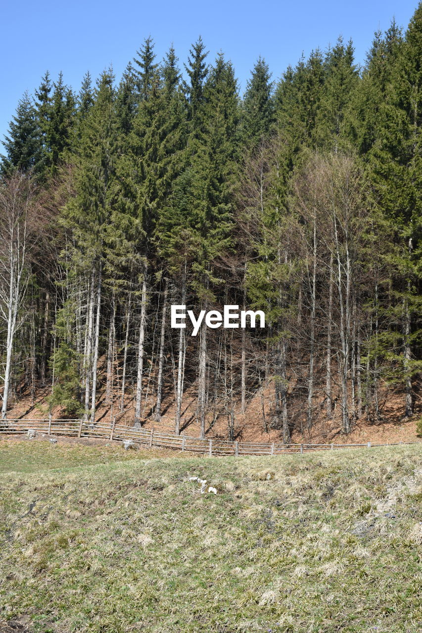 View of pine trees in forest