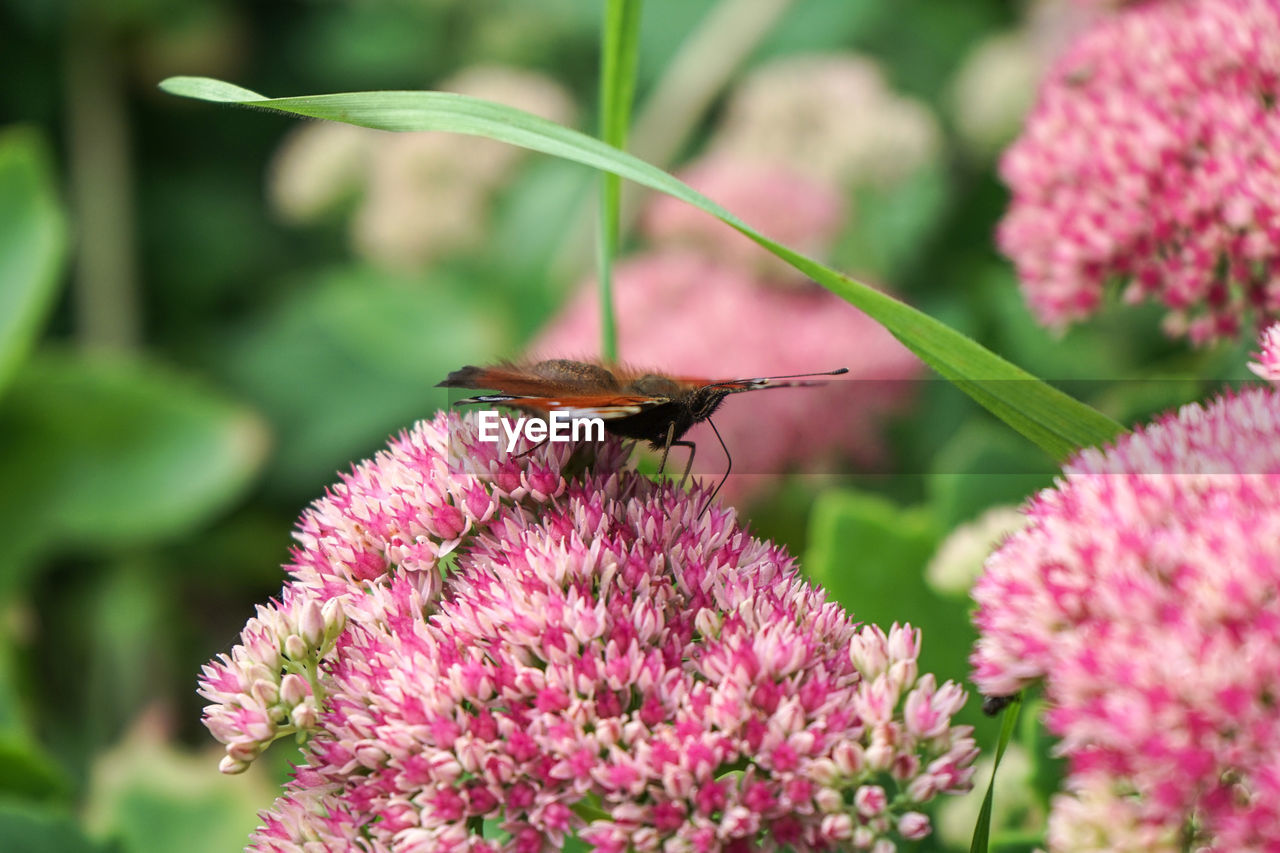 Close-up of insect on pink flower