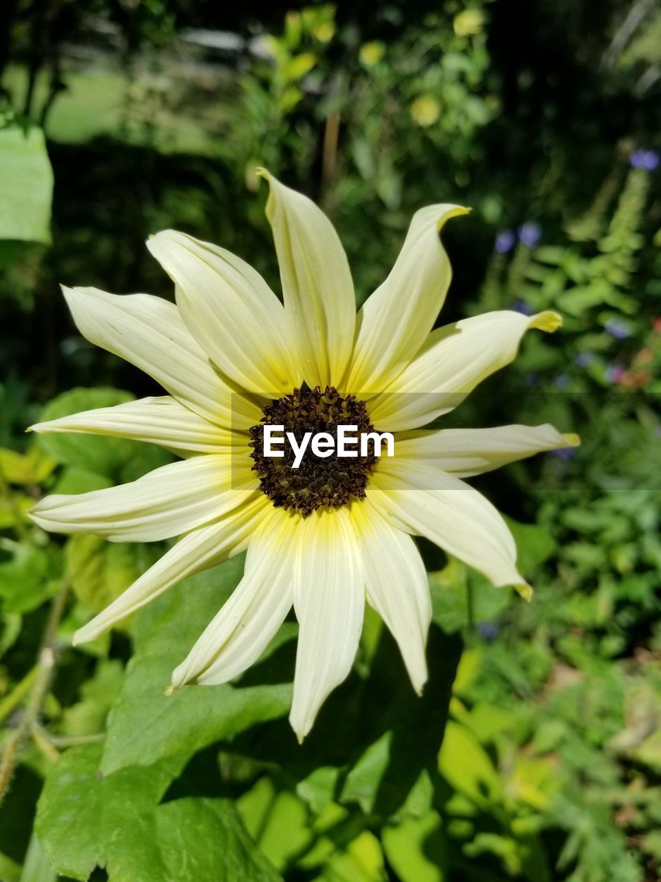 CLOSE-UP OF YELLOW FLOWERS BLOOMING OUTDOORS
