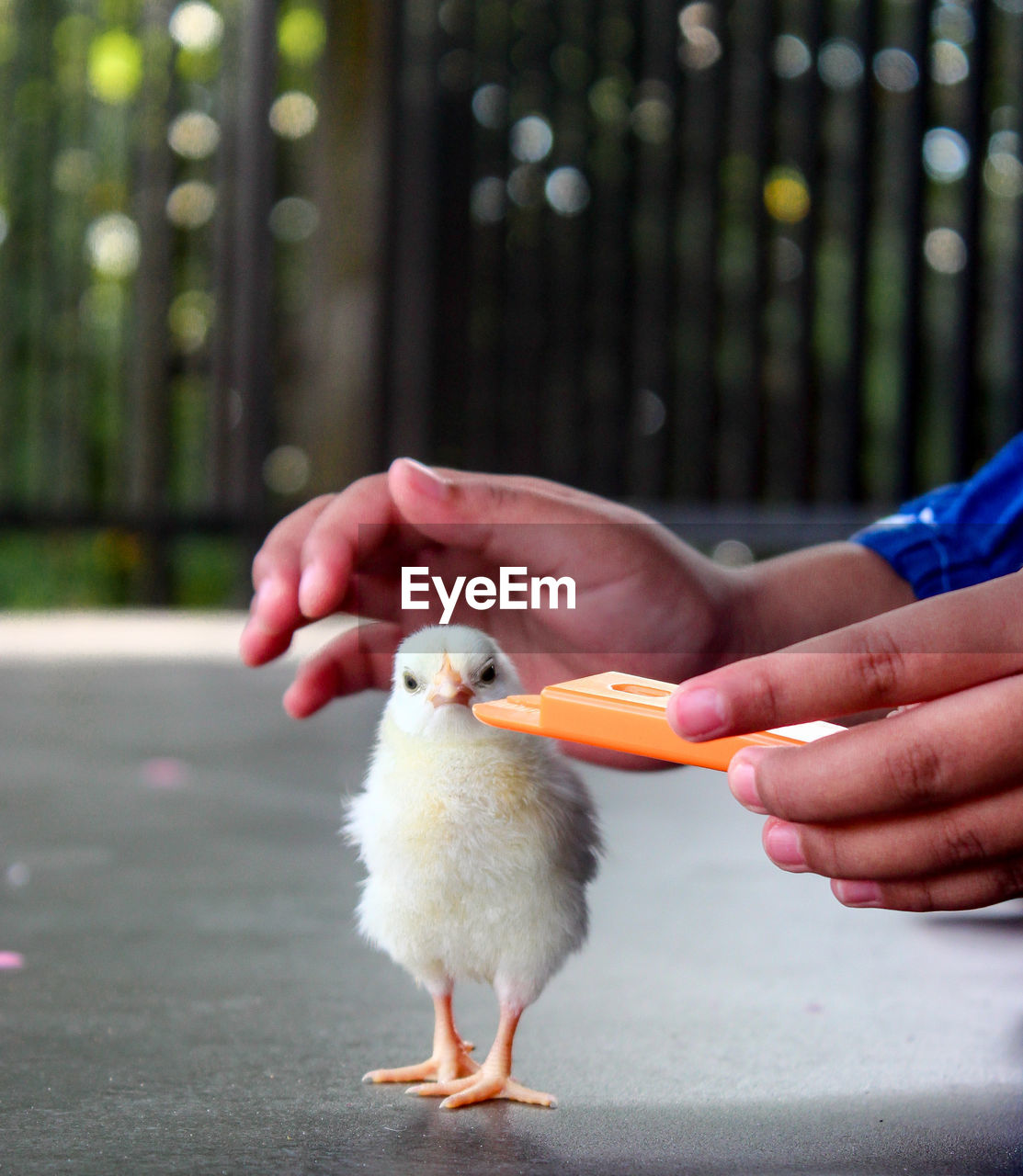 Close-up of baby hand holding bird