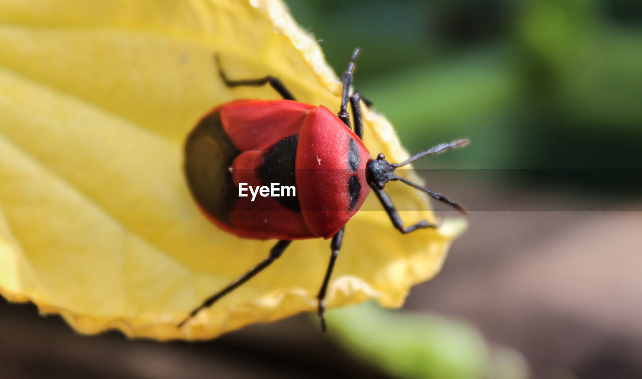 Insect macro photography