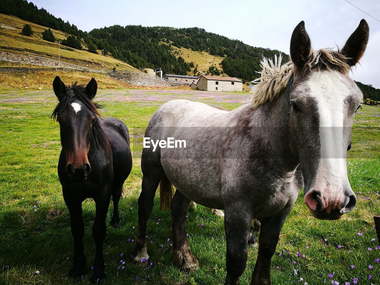 HORSES ON FIELD AGAINST SKY