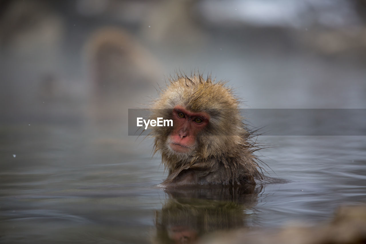 Close-up portrait of monkey in hot spring