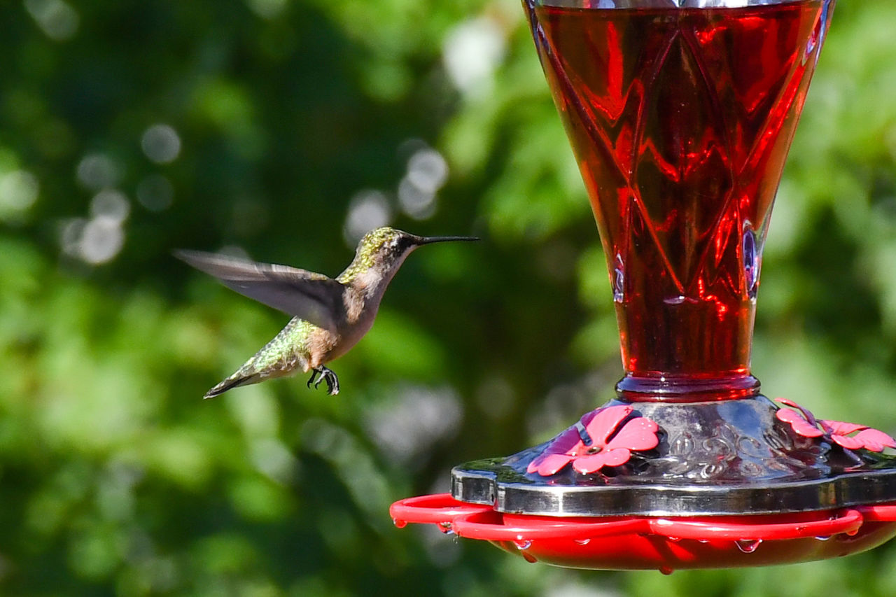 CLOSE-UP OF RED BIRD FLYING OVER FEEDER