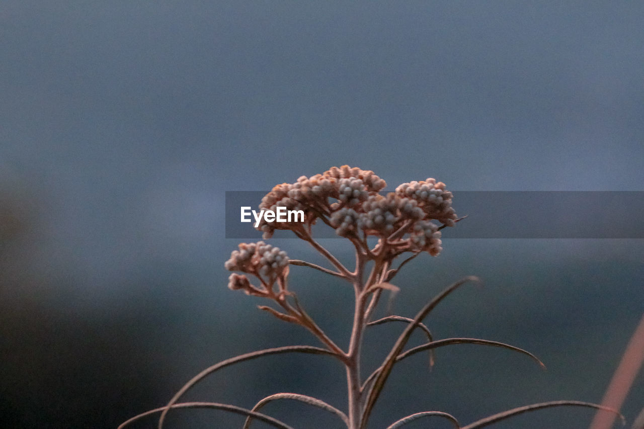 Close-up of wilted plant