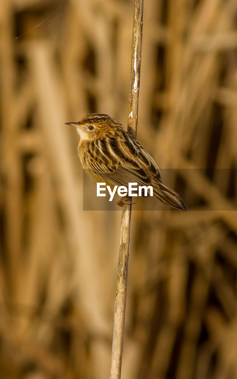 BIRD PERCHING ON TWIG