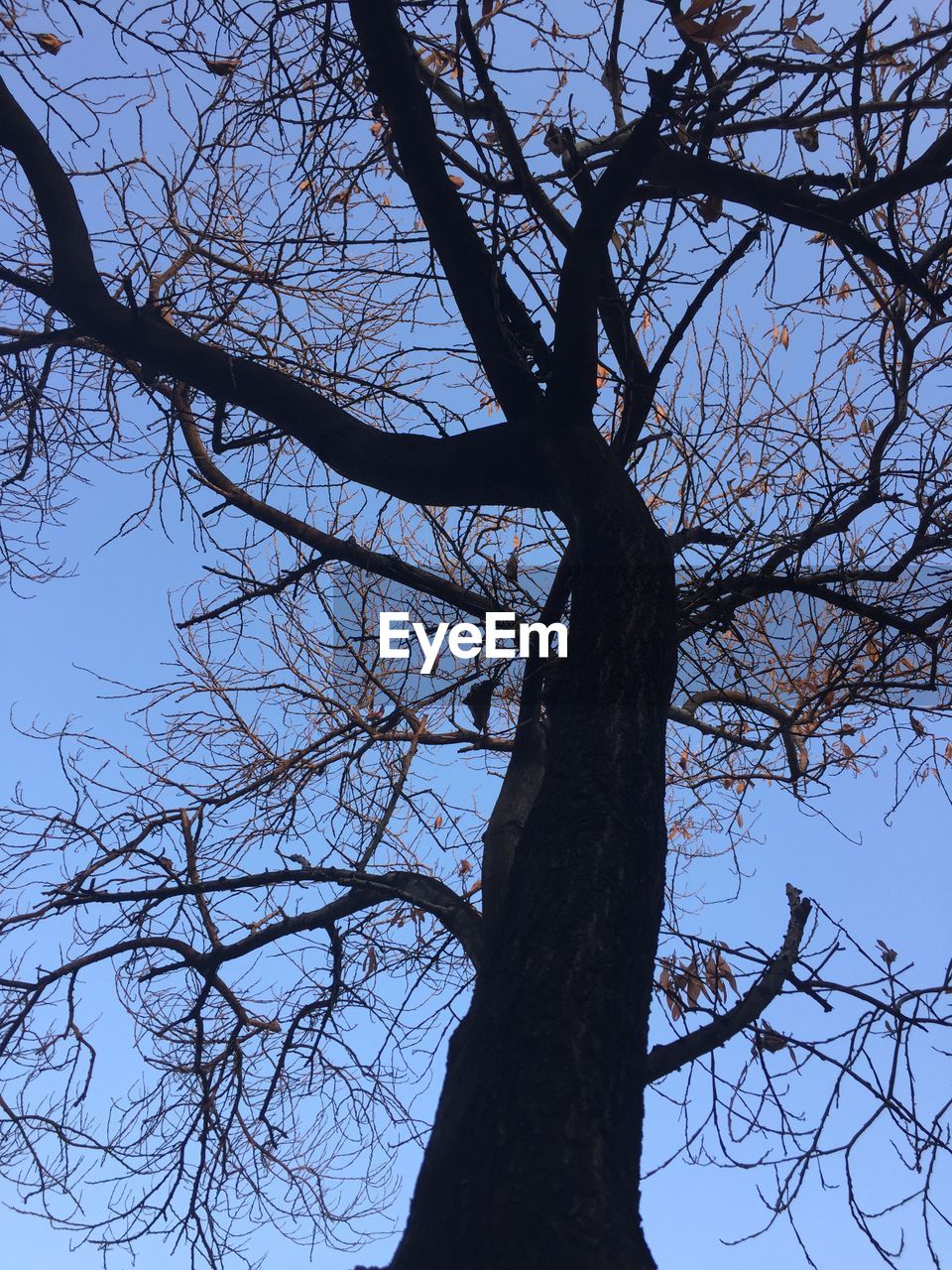 LOW ANGLE VIEW OF SILHOUETTE TREE AGAINST SKY