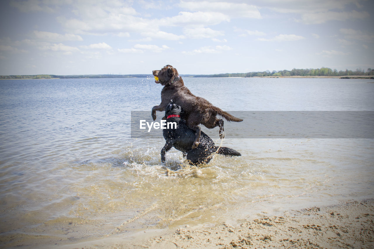 Dog running in a sea