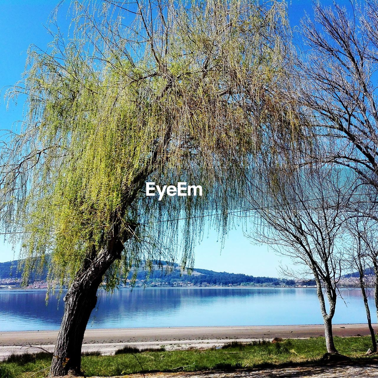 BARE TREE BY LAKE AGAINST SKY