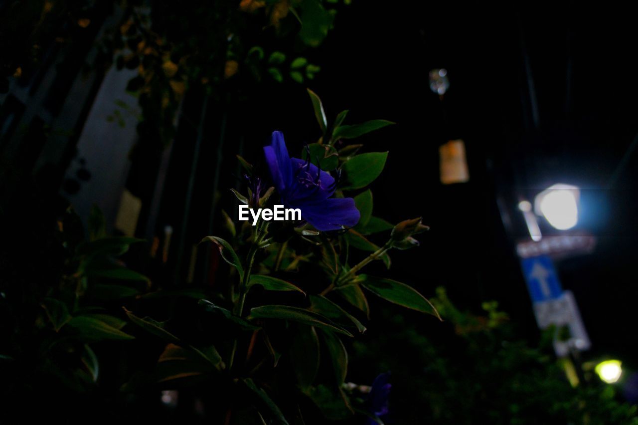 CLOSE-UP OF FLOWERS AGAINST BLURRED BACKGROUND